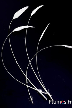 Coquetip - 28-33 cm - blanc-crème naturel